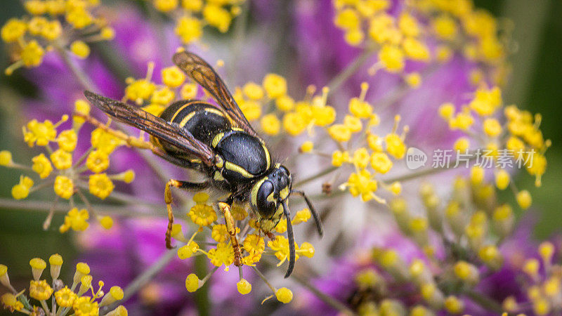 黄寡妇，(Vespula vidua)，黄寡妇。